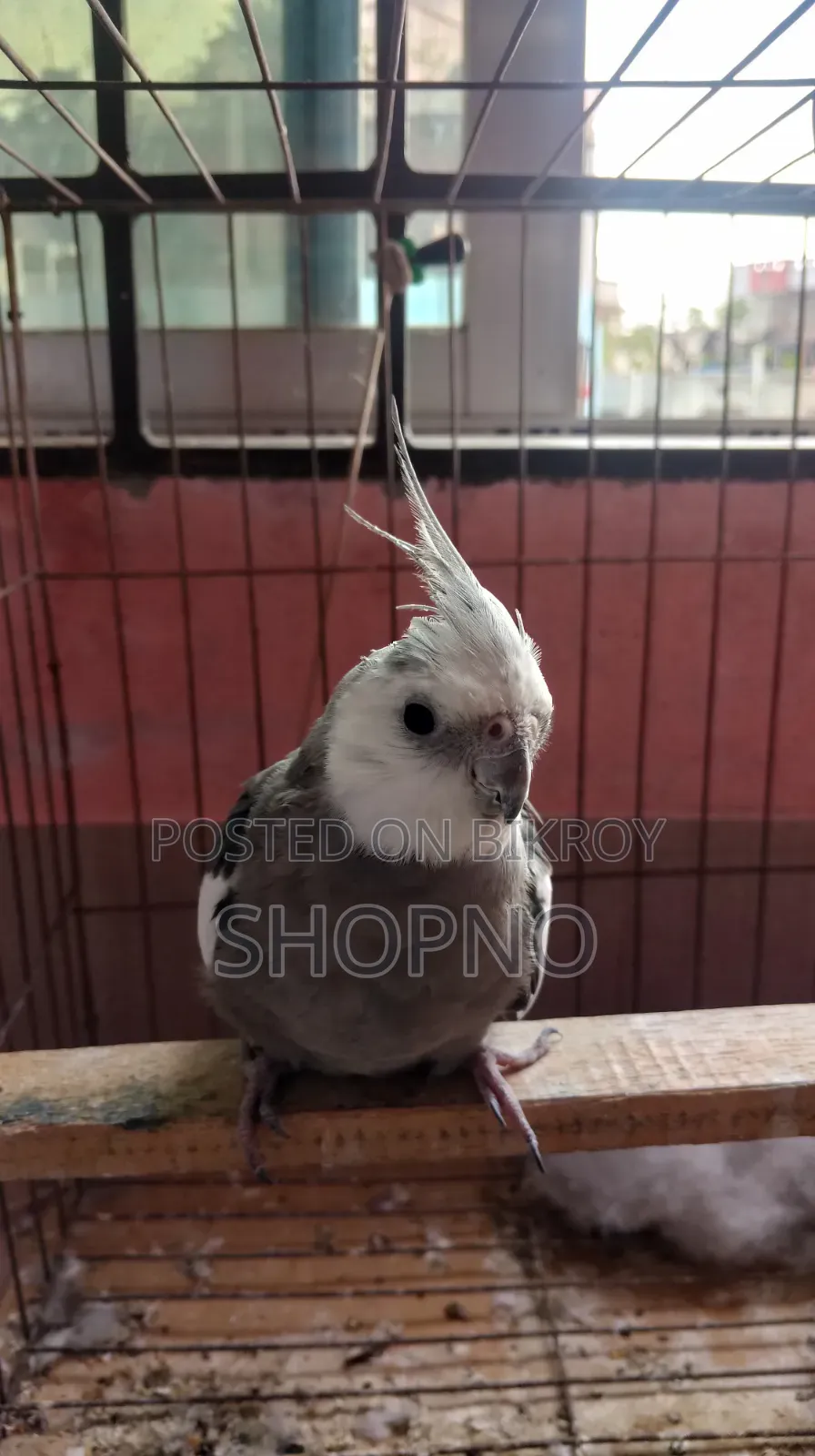 White Face Cockatiel