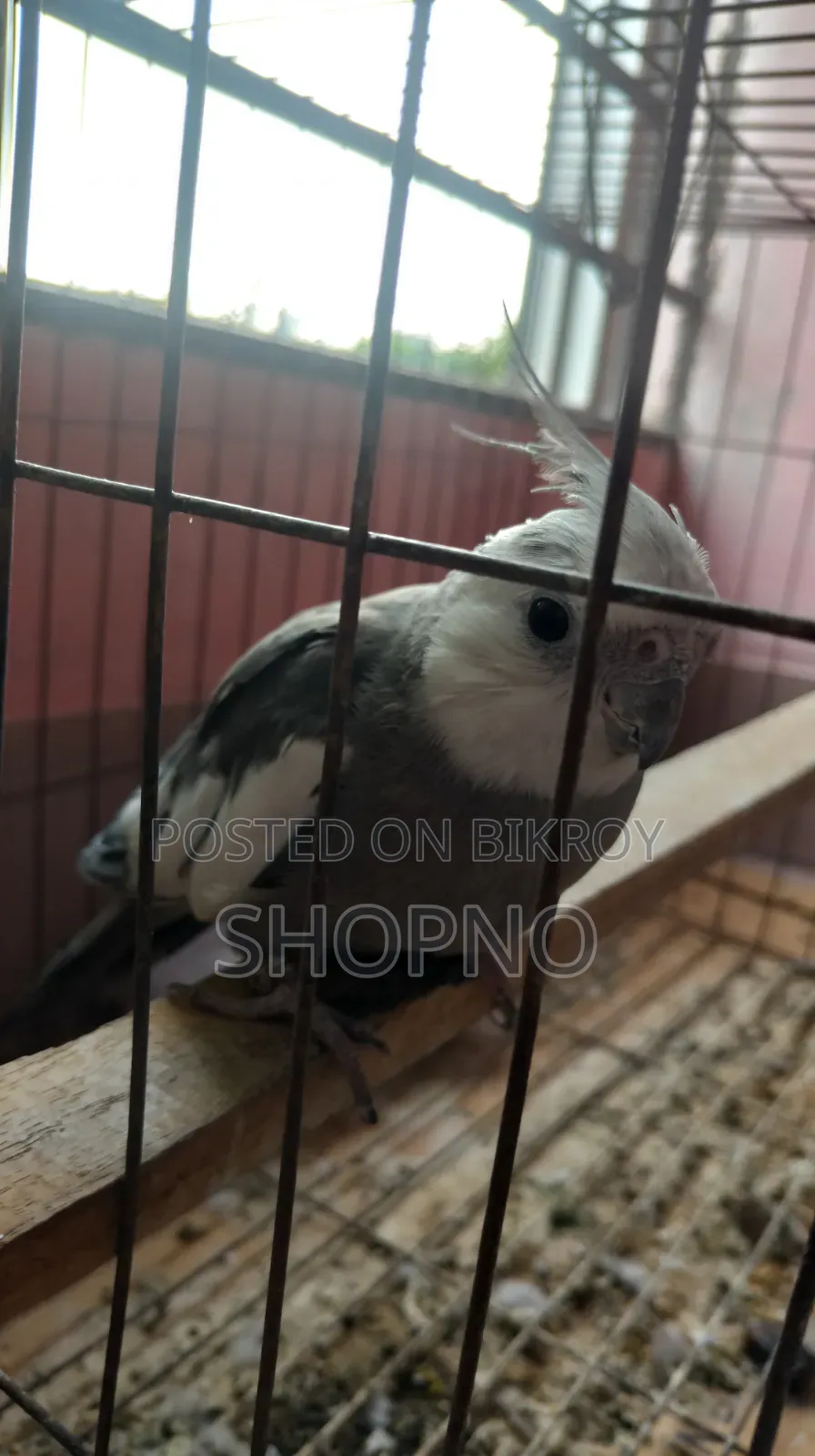 White Face Cockatiel