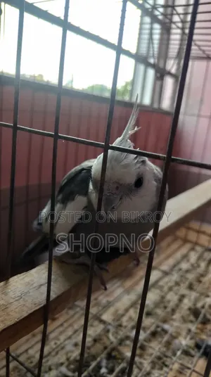 White Face Cockatiel