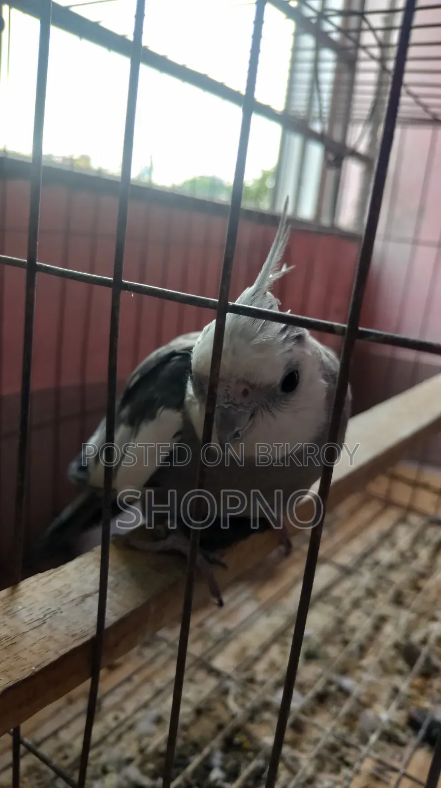 White Face Cockatiel