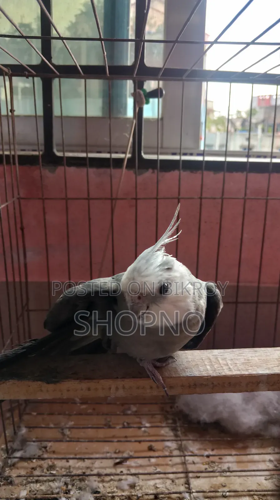 White Face Cockatiel
