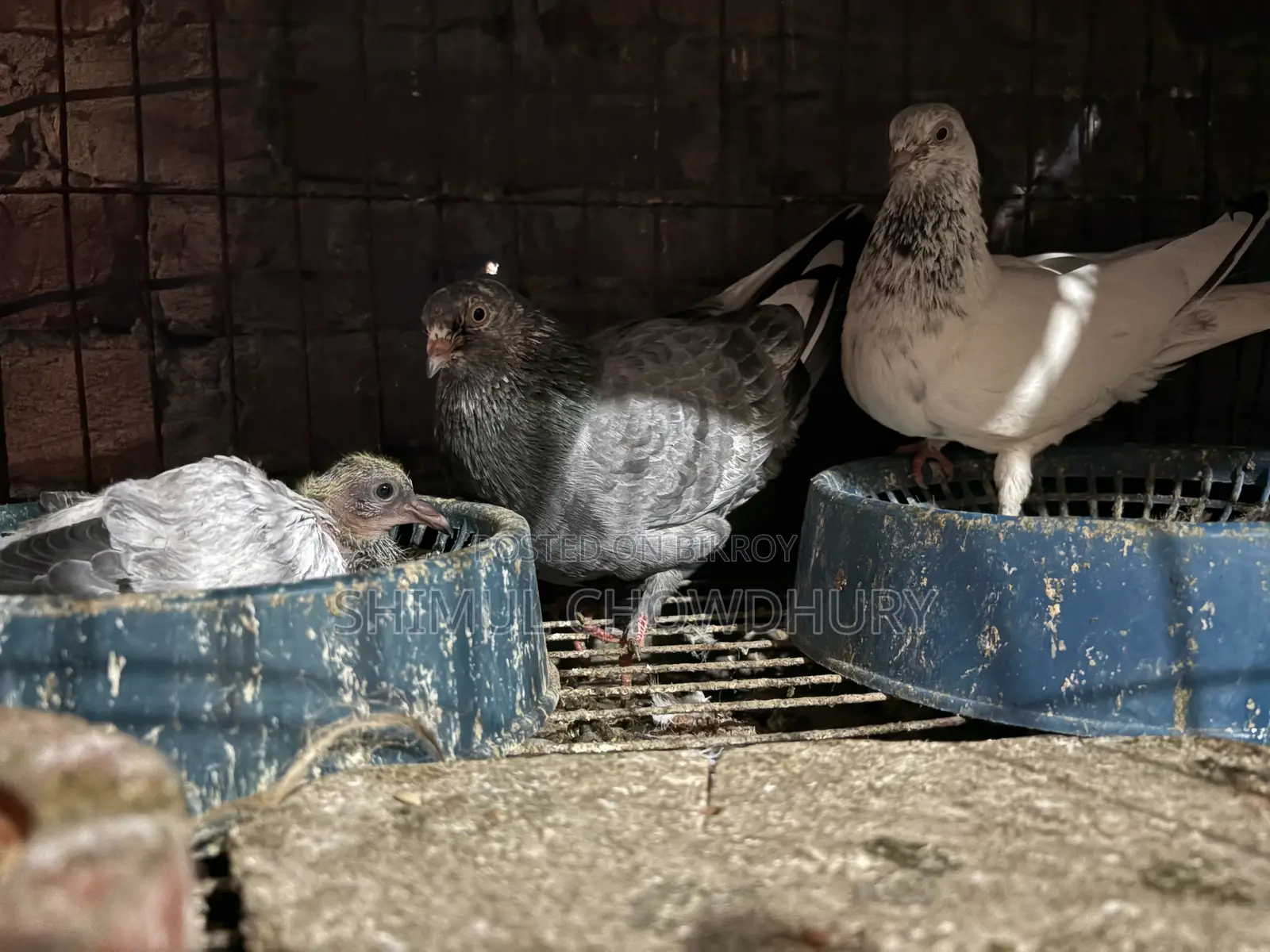 High-Quality Breeding Pigeons