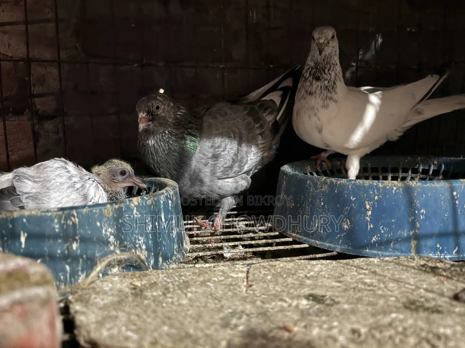 High-Quality Breeding Pigeons