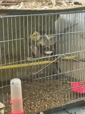 Full adult pair of birds