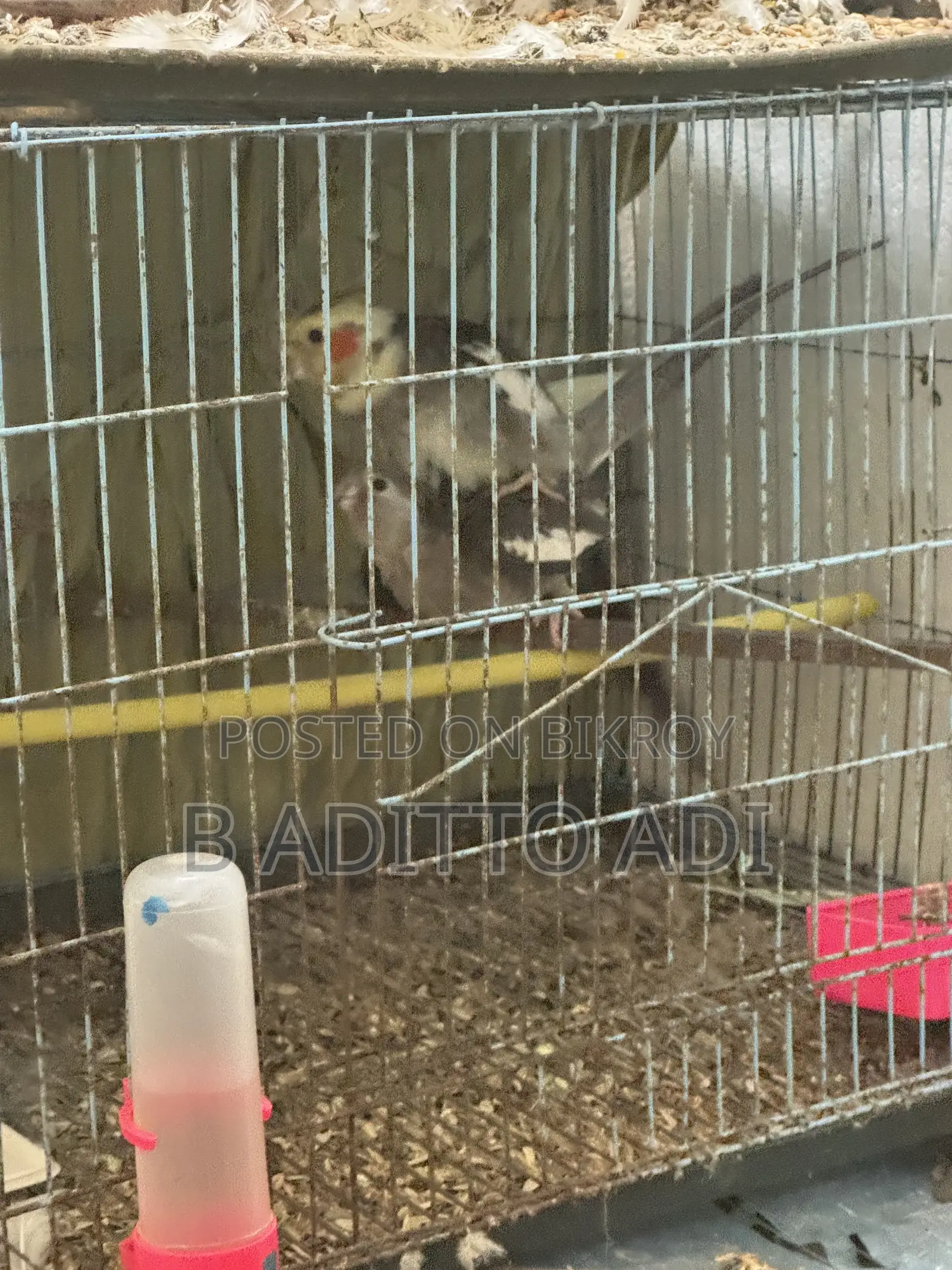 Full adult pair of birds