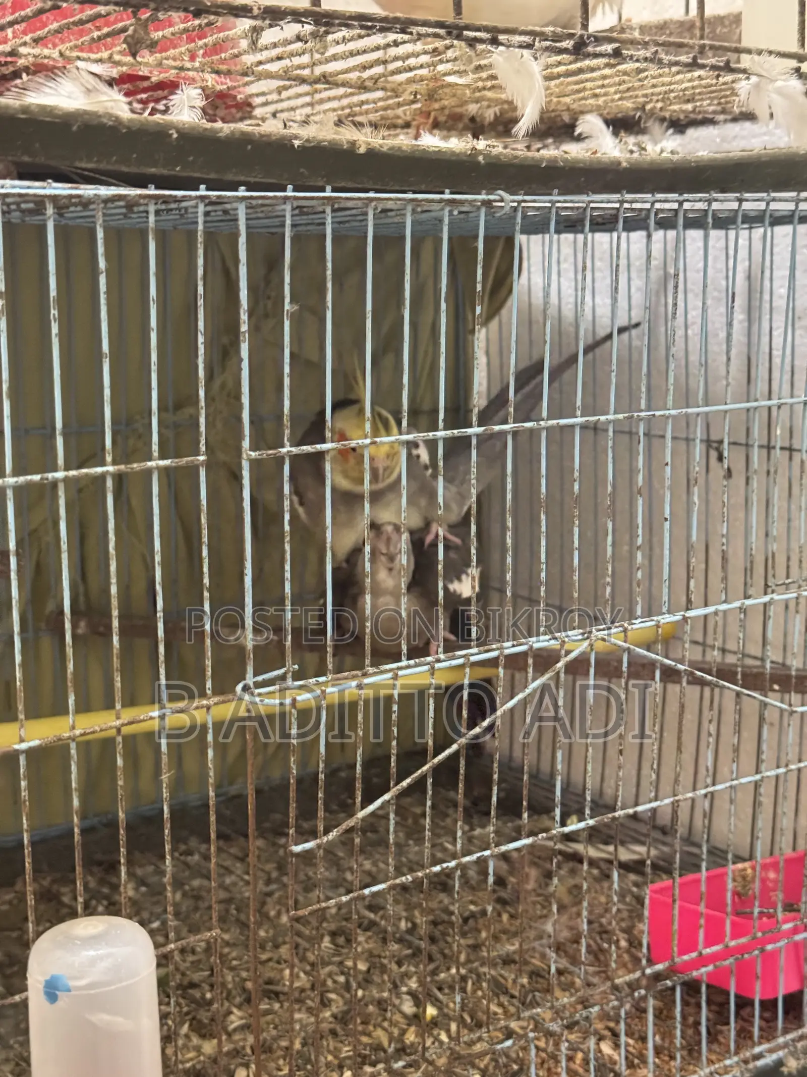 Full adult pair of birds