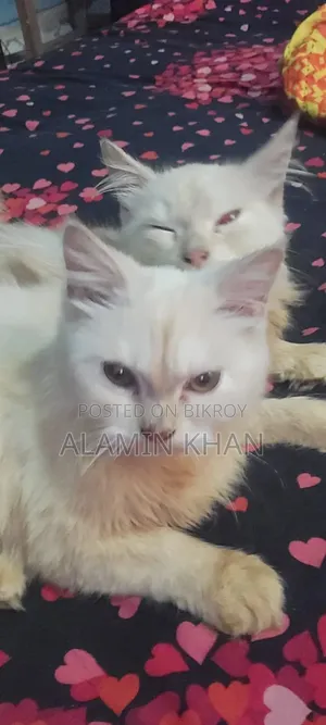 1+ year Female Purebred Birman