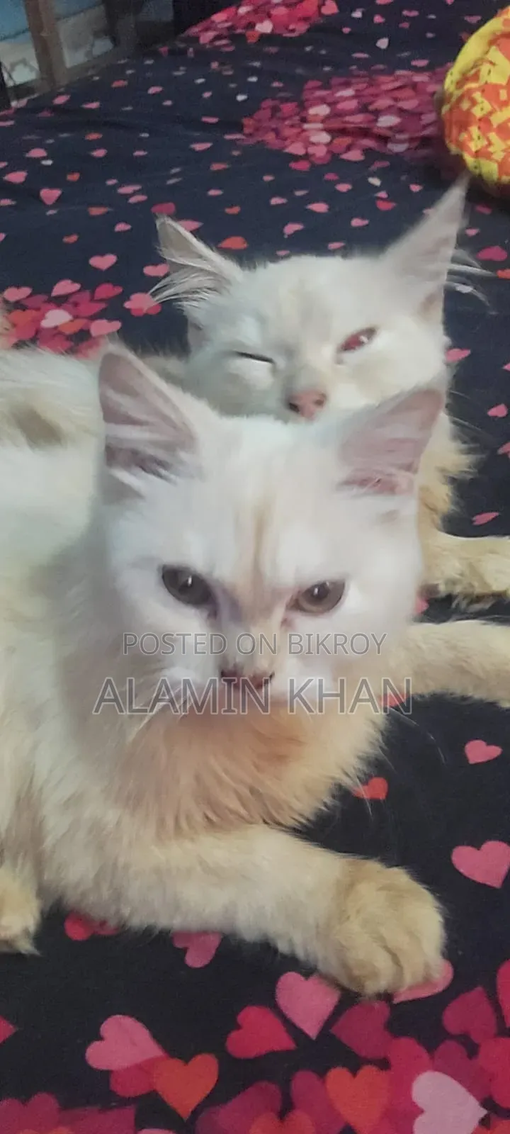 1+ year Female Purebred Birman