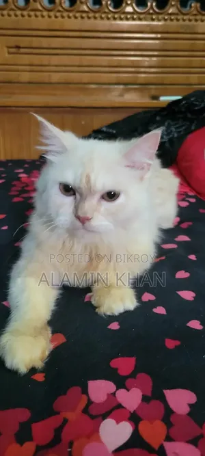 1+ year Female Purebred Birman