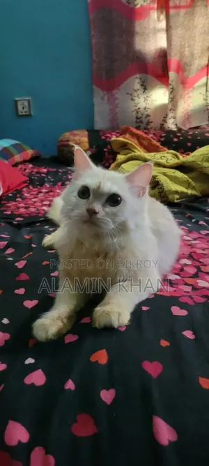 1+ year Female Purebred Birman