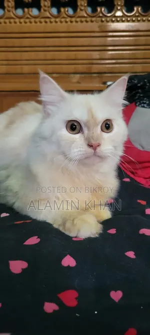 1+ year Female Purebred Birman