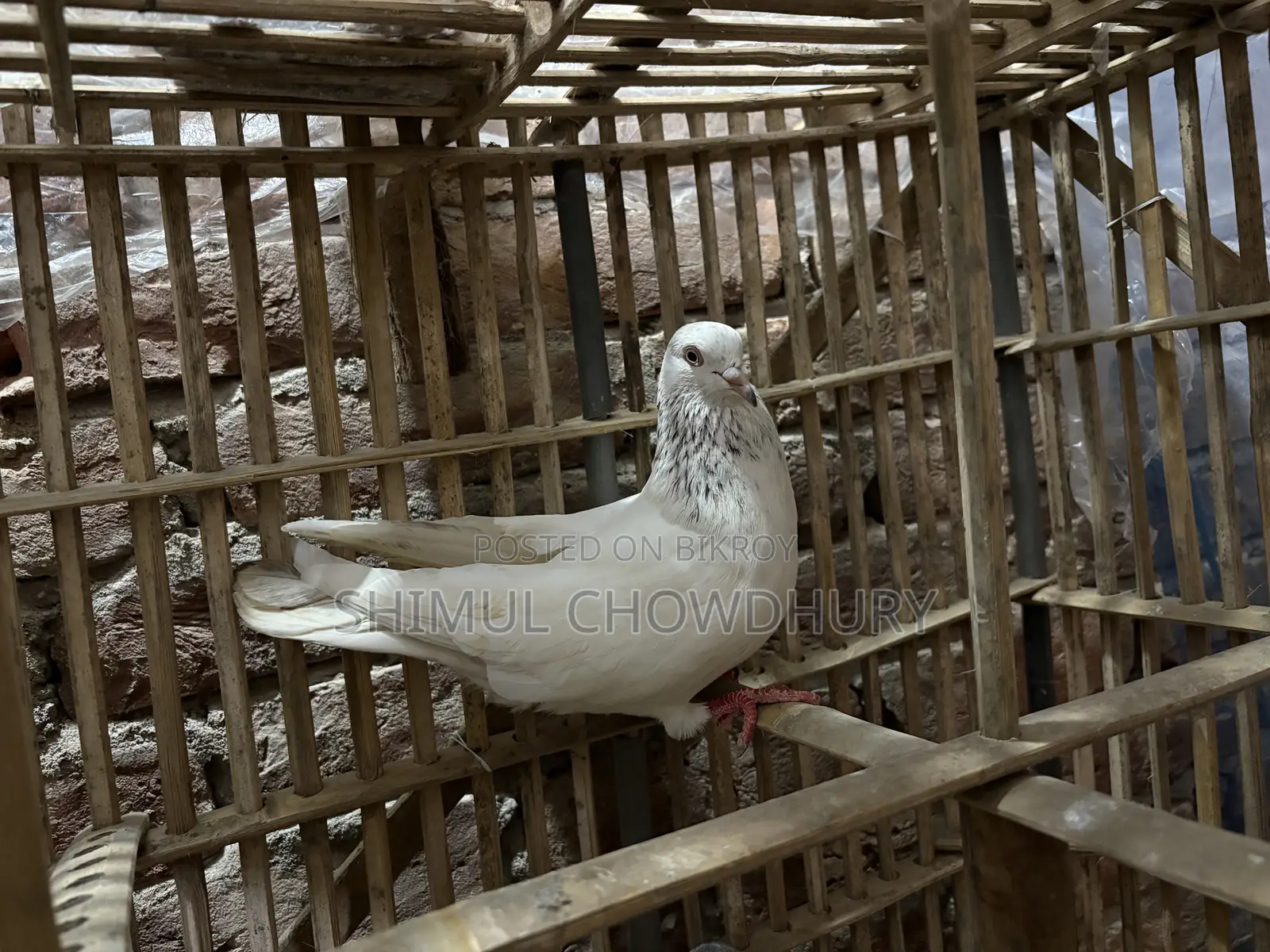 একটি নর কবুতর আছে ভালো মানের