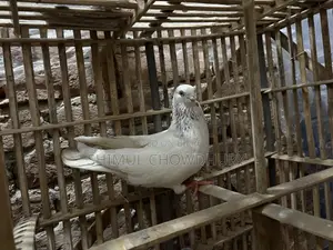 একটি নর কবুতর আছে ভালো মানের