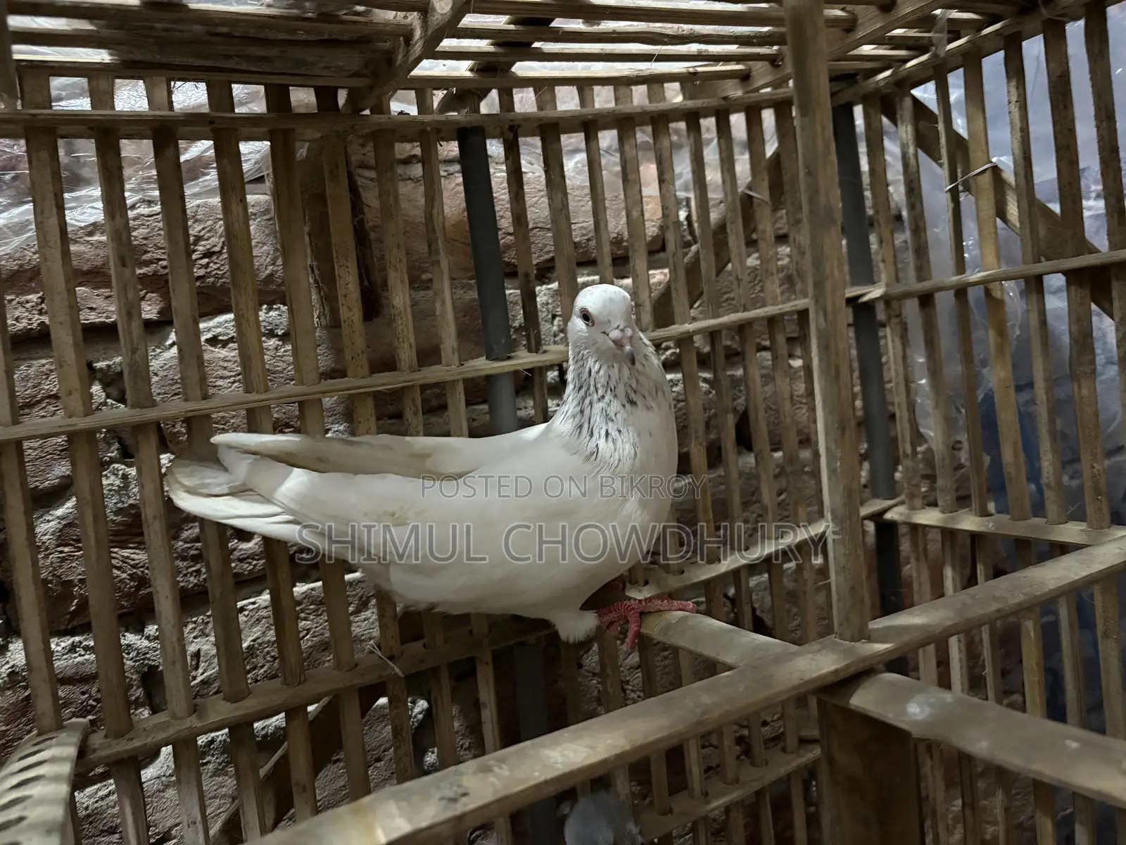 একটি নর কবুতর আছে ভালো মানের