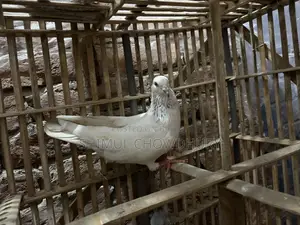 একটি নর কবুতর আছে ভালো মানের