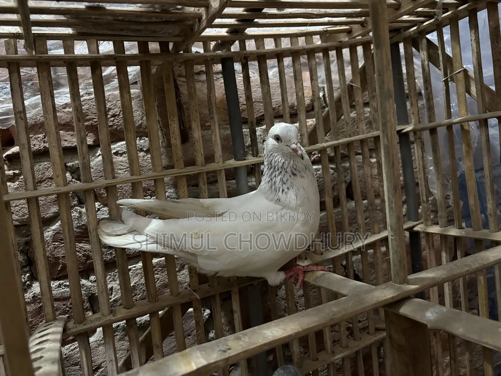 একটি নর কবুতর আছে ভালো মানের