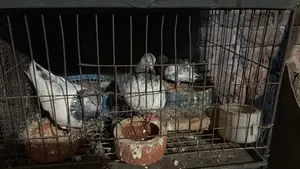 ভালো মানের ডিম বাচ্চা করা কবুতর জোরা