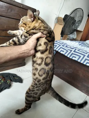 1+ year Male Purebred Bengal