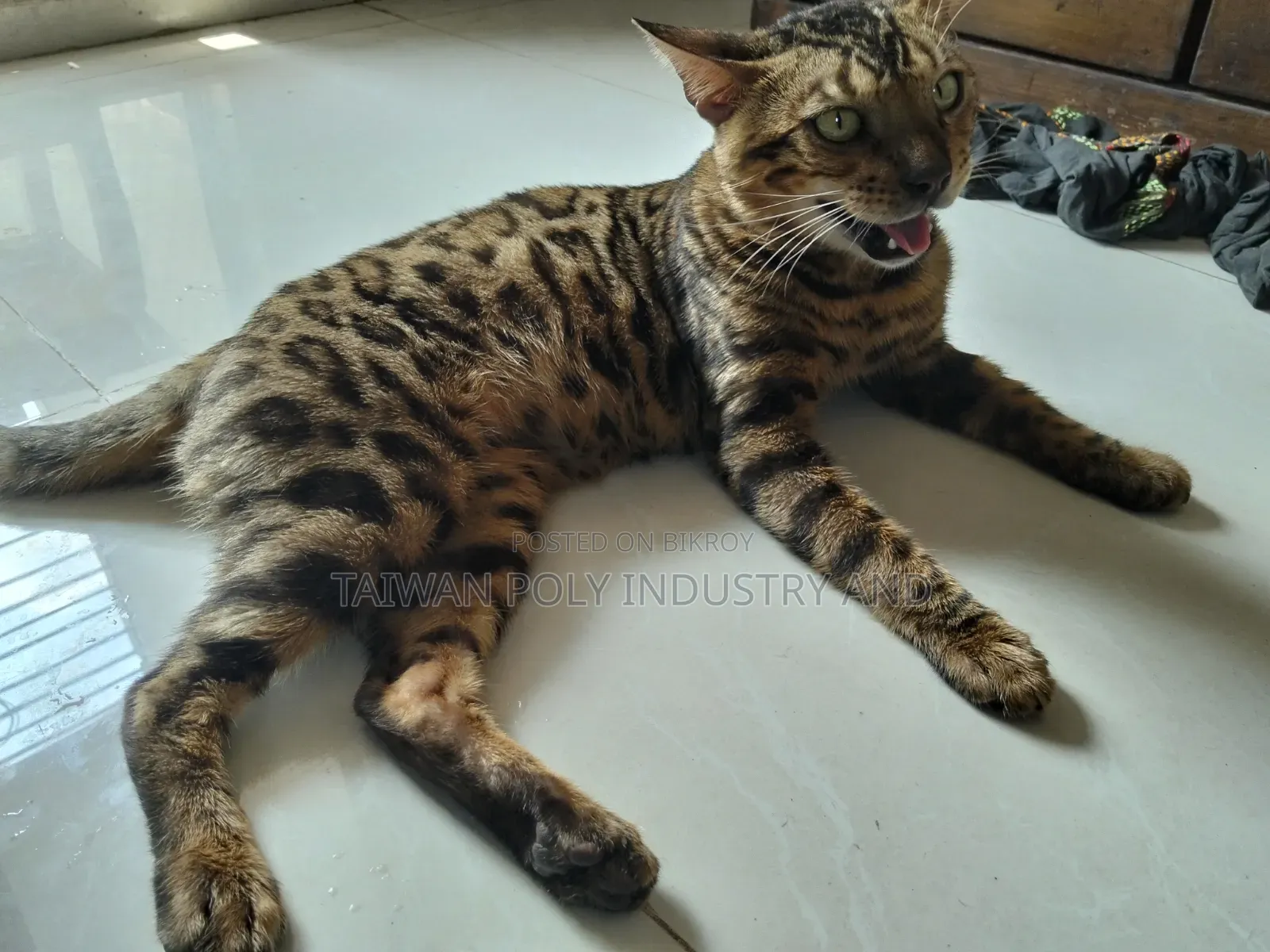 ১+ বছরের পুরুষ পিওরব্রেড বেঙ্গল বিড়াল