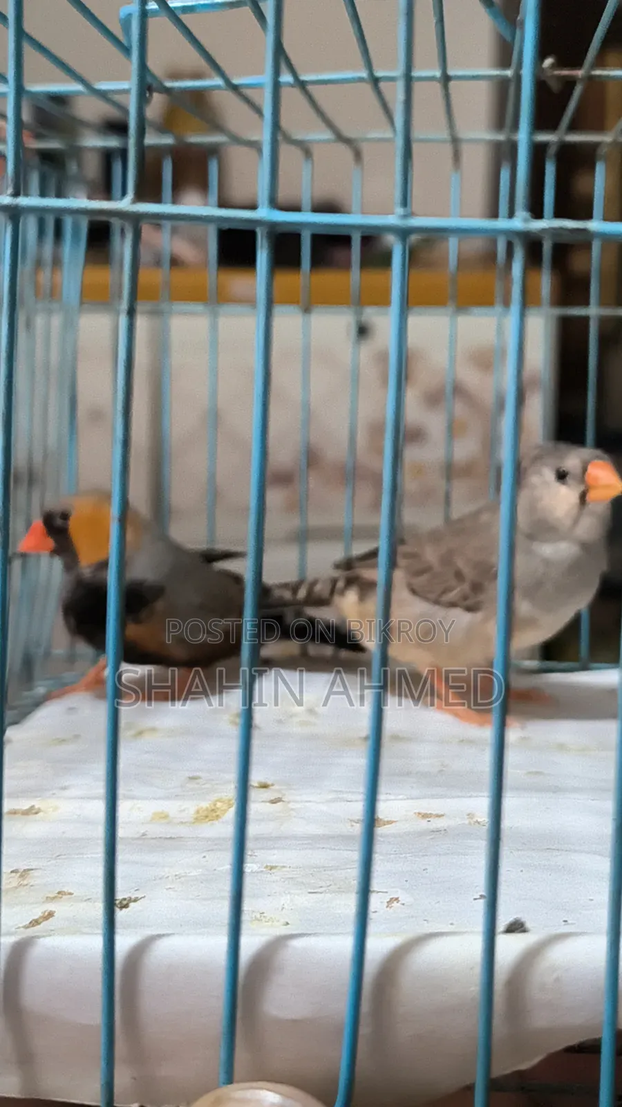 Zebra Finch