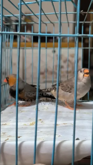 Zebra Finch