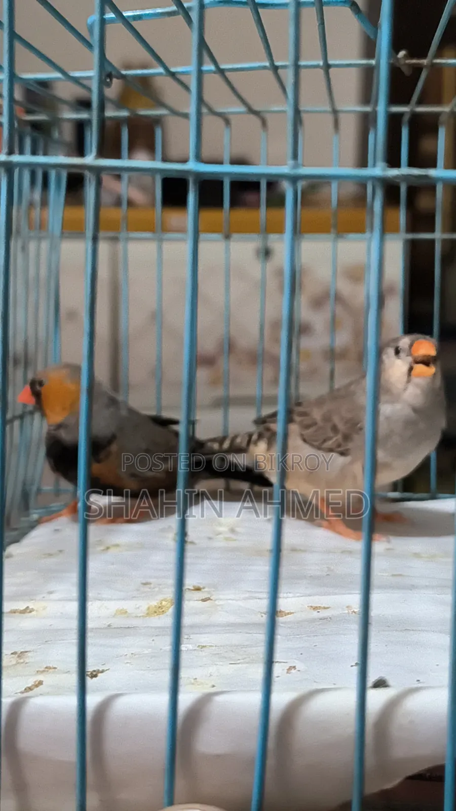 Zebra Finch