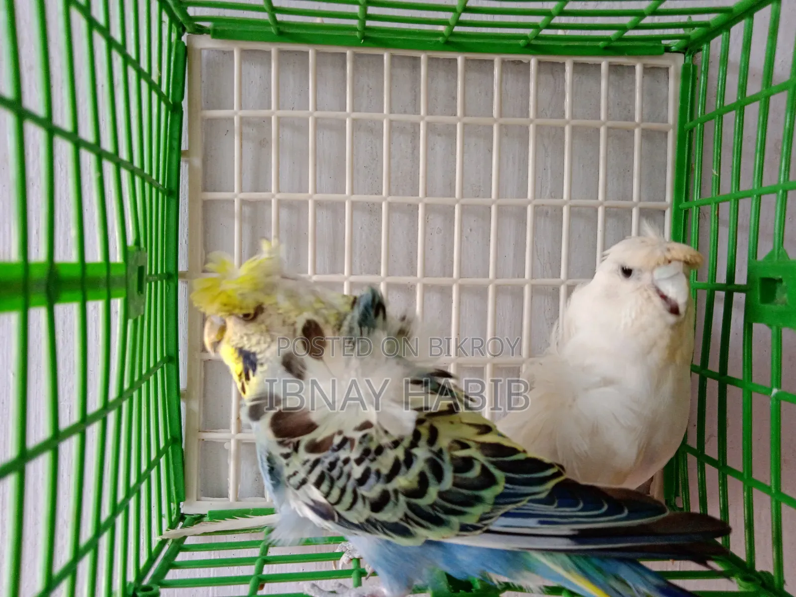 মাস্টার পেয়ার জাপানিজ