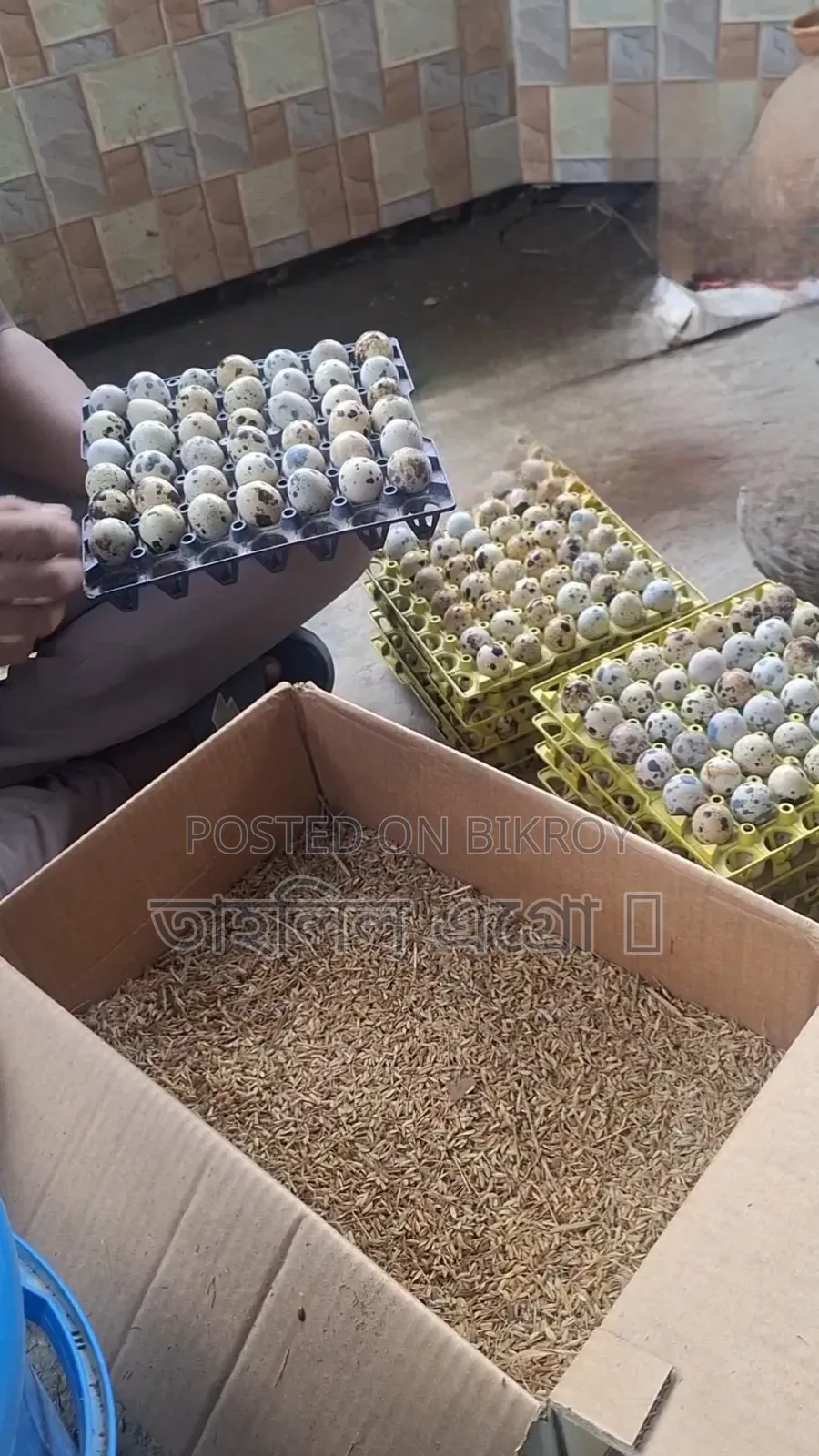 Jumbo Quail Hatching Eggs, 5 Taka per piece
