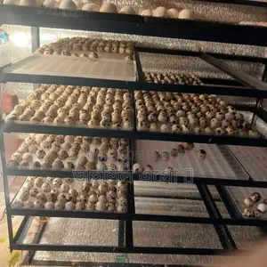 Jumbo Quail Hatching Eggs, 5 Taka per piece