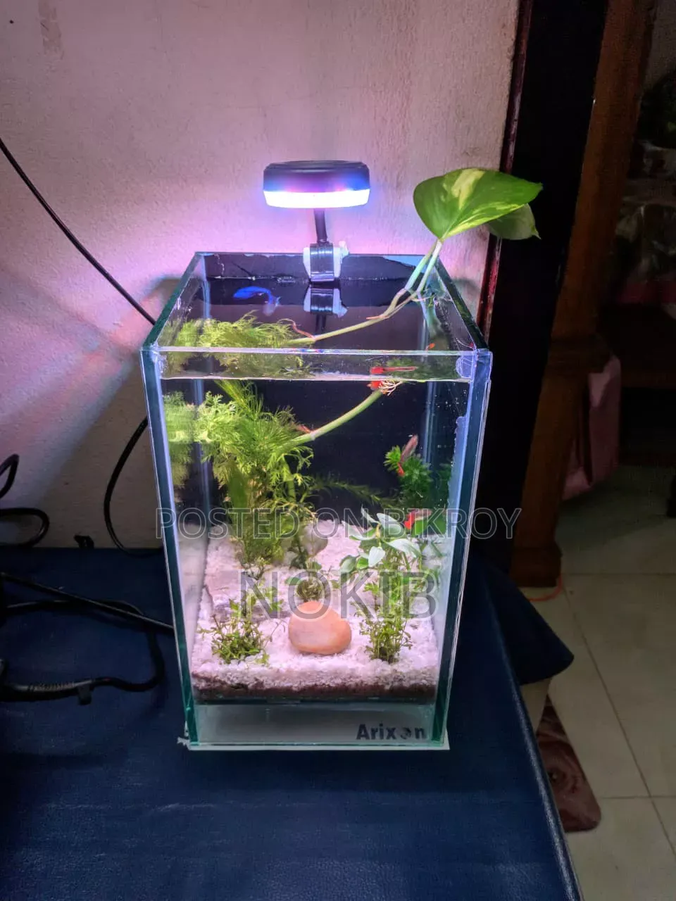 অ্যাকোয়ারিয়াম ফুল সেটআপ বিক্রির জন্য