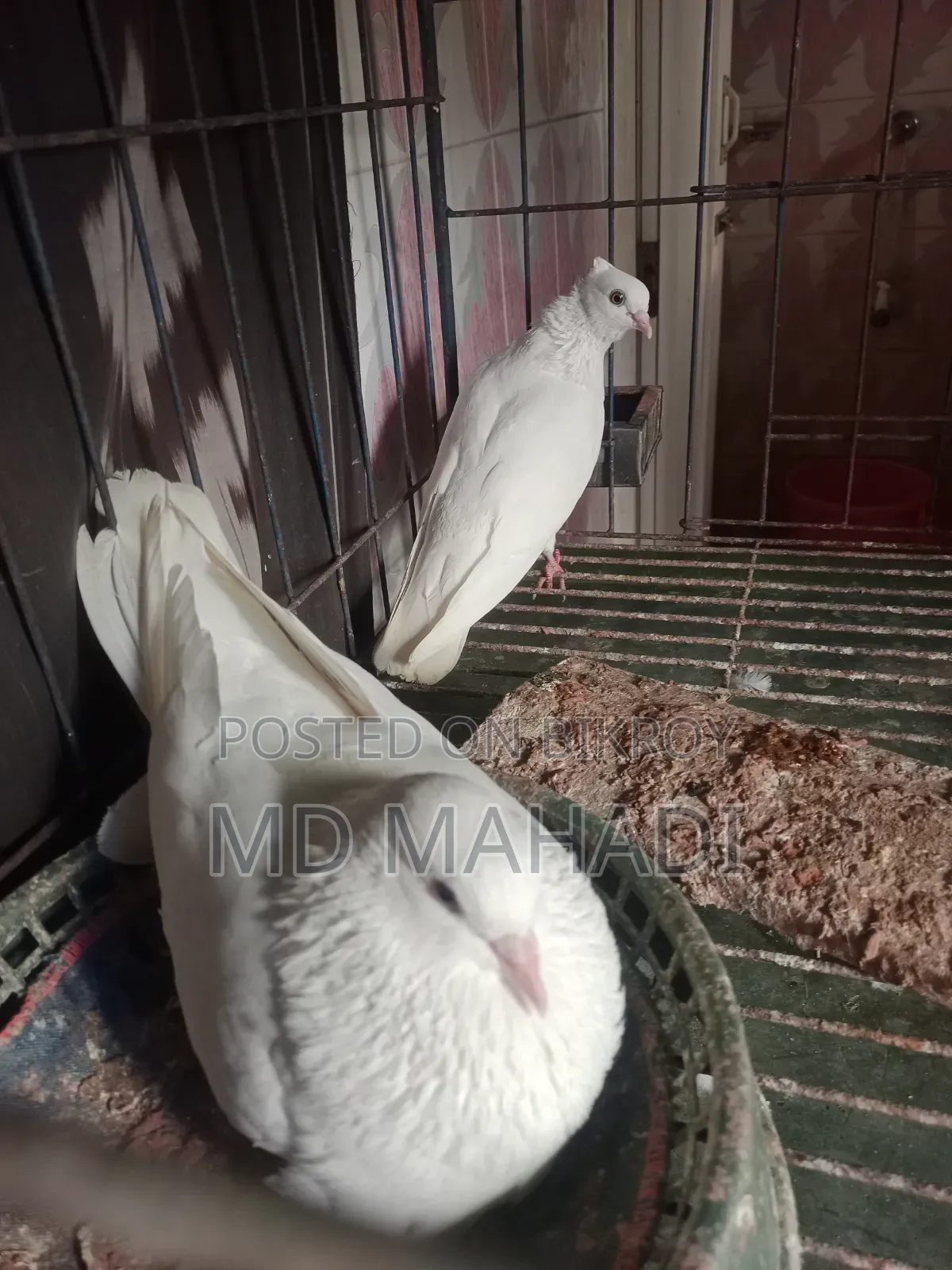 Mashallah Giribaz Pigeon, fully healthy and active