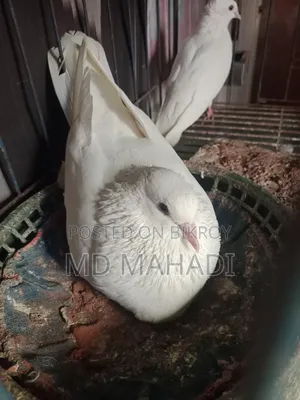 Mashallah Giribaz Pigeon, fully healthy and active