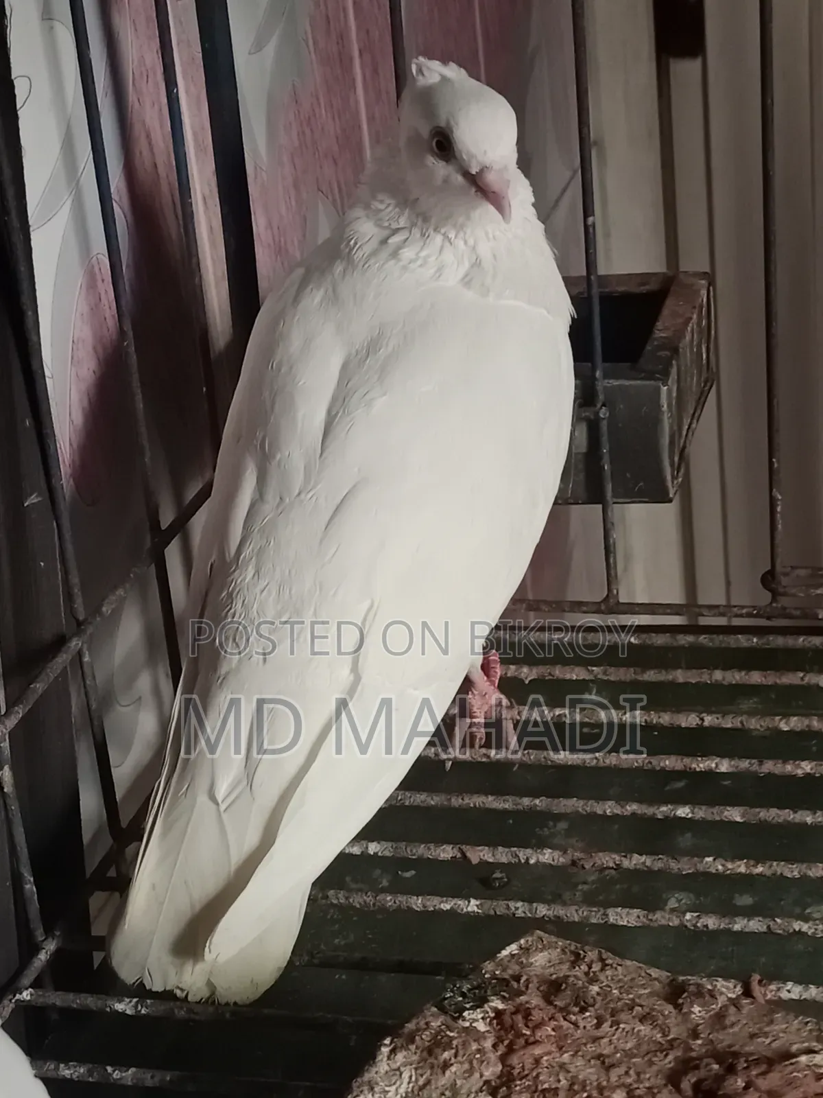 Mashallah Giribaz Pigeon, fully healthy and active