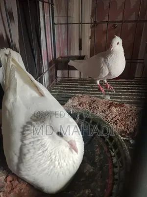 Mashallah Giribaz Pigeon, fully healthy and active