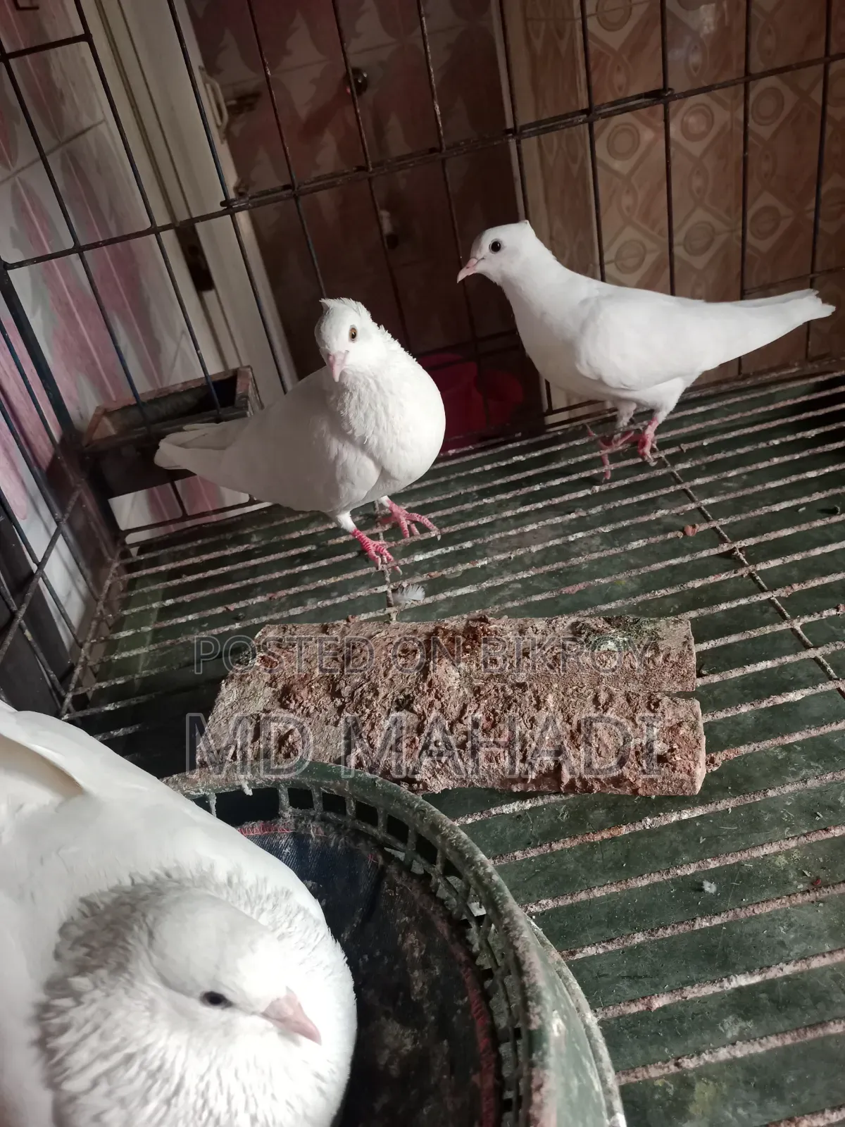 Mashallah Giribaz Pigeon, fully healthy and active