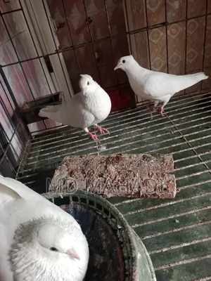 Mashallah Giribaz Pigeon, fully healthy and active