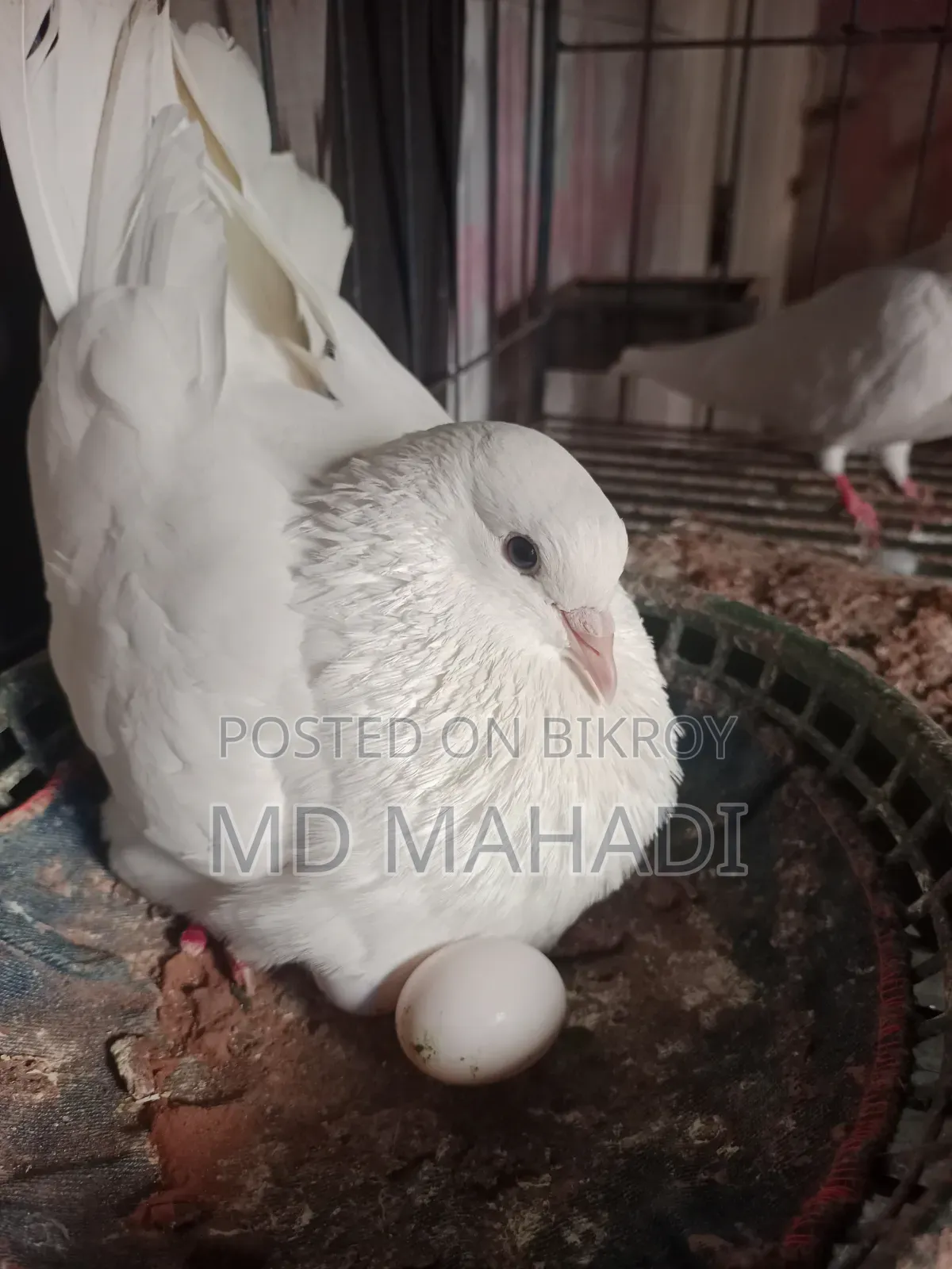 Mashallah Giribaz Pigeon, fully healthy and active