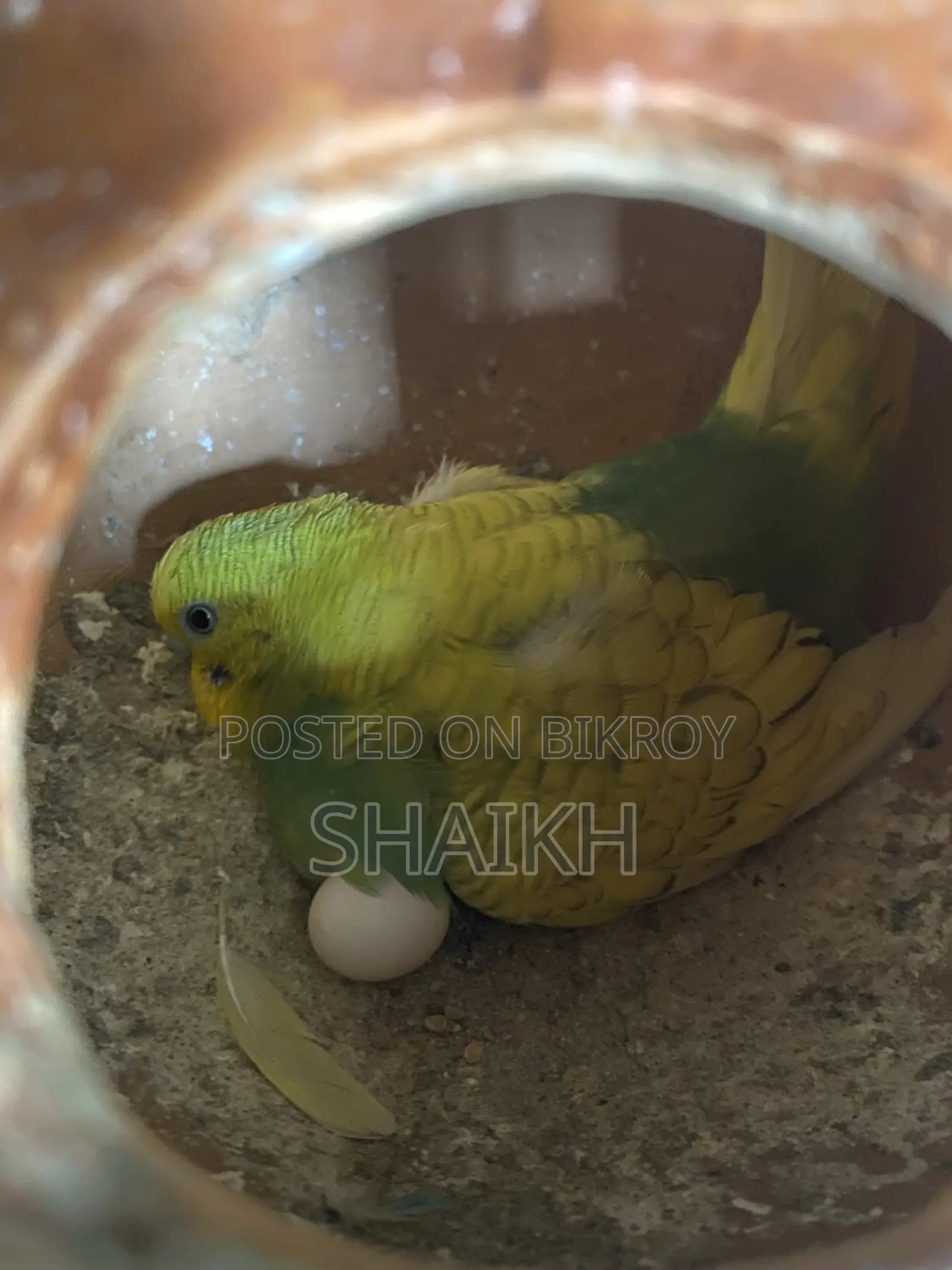 Master Breeding Pair With Egg