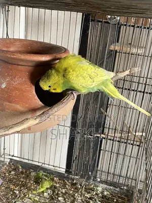 Master Breeding Pair With Egg