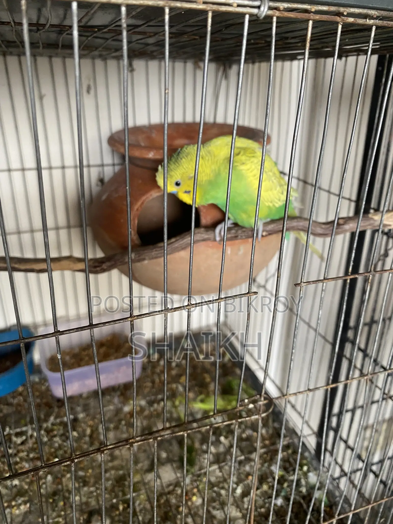 Master Breeding Pair With Egg