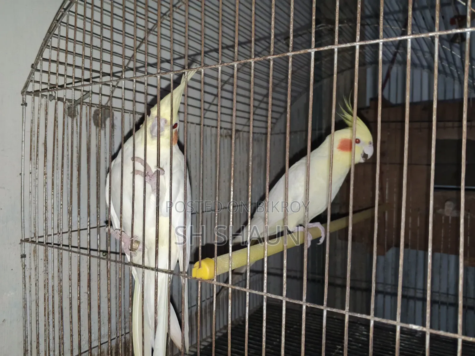 Cockatiel. One pair.