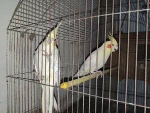 Cockatiel. One pair.