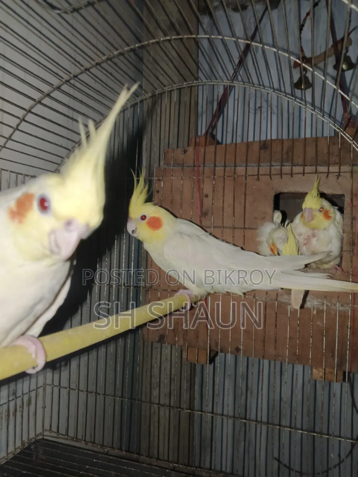 Cockatiel. One pair.