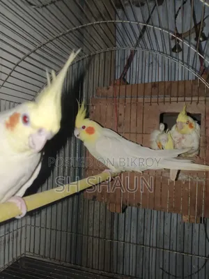 Cockatiel. One pair.