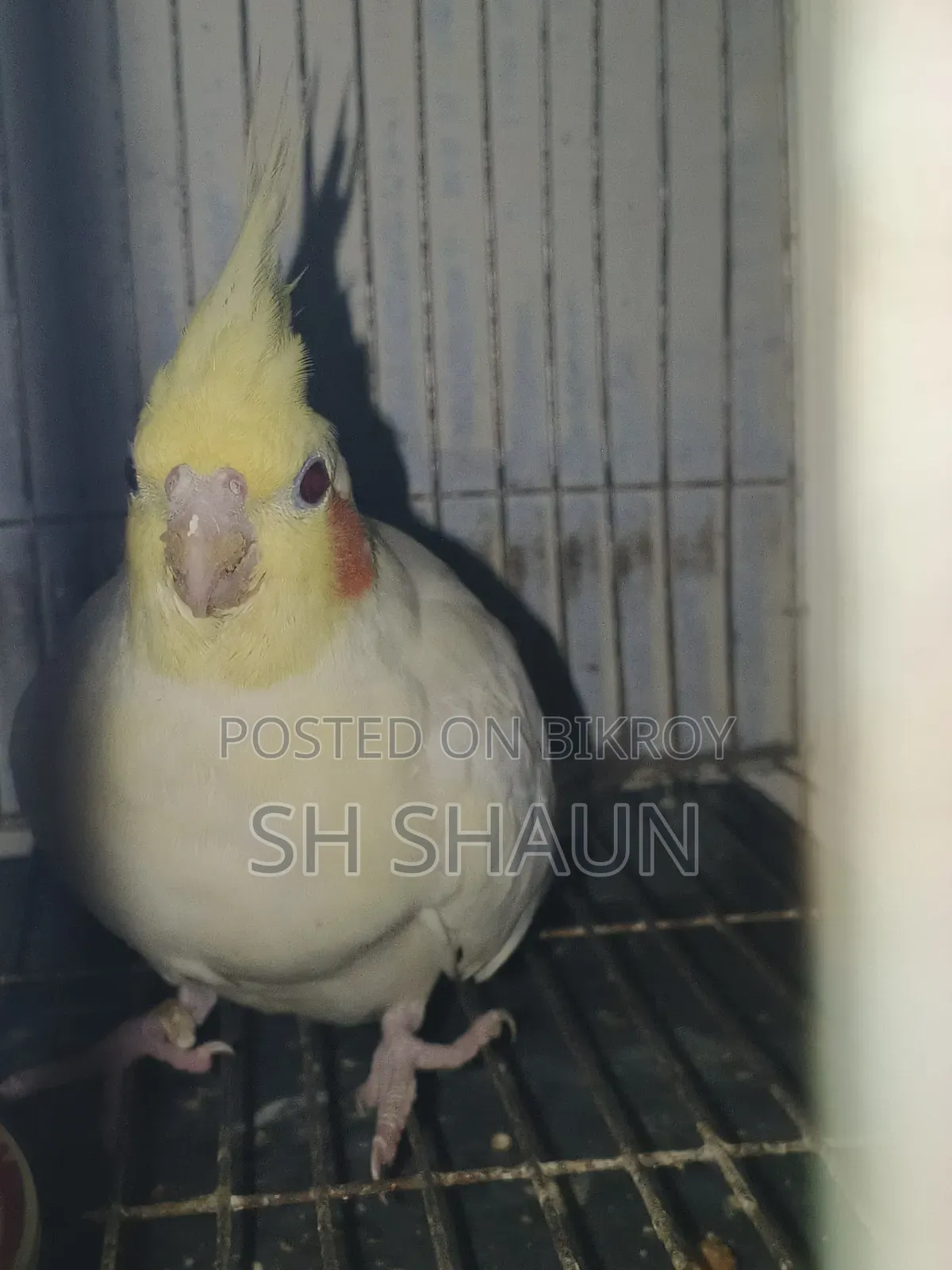 Cockatiel. One pair.