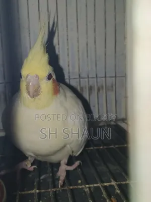 Cockatiel. One pair.