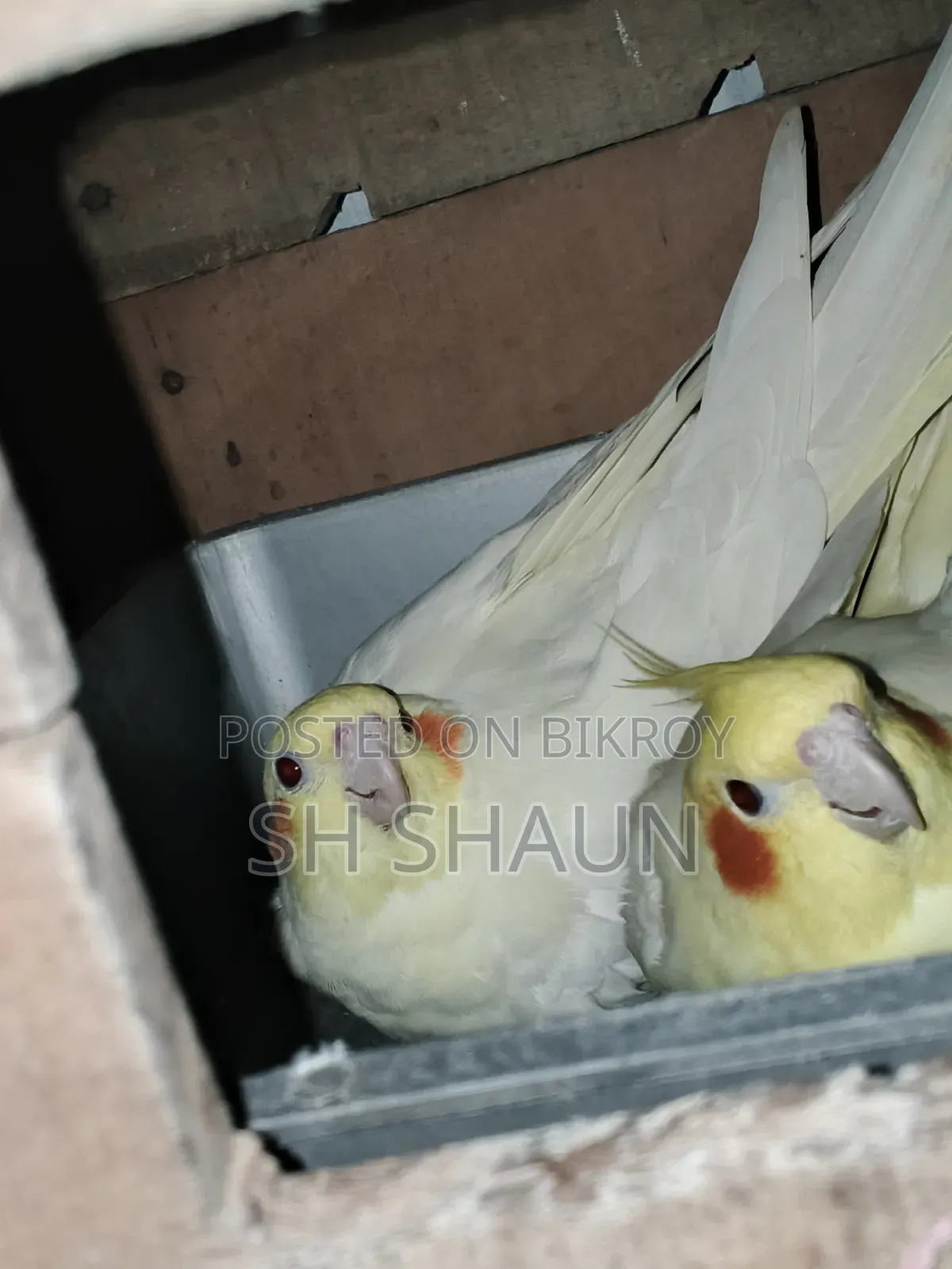 Cockatiel. One pair.