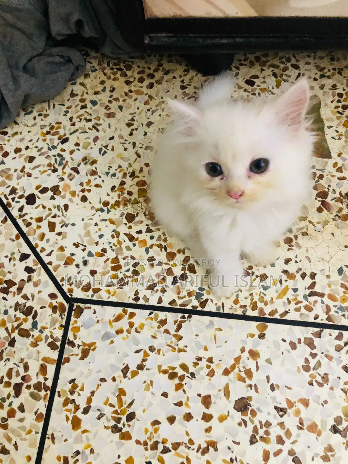 1-3 Months Male Purebred Persian