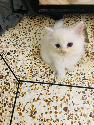 1-3 Months Male Purebred Persian