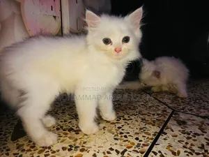 1-3 Months Male Purebred Persian